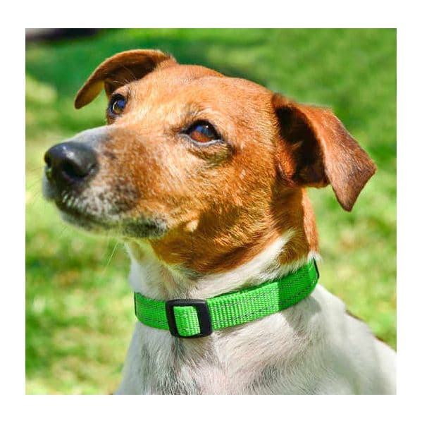 Rogz Coleira Cão Utility Reflectora L Verde Claro