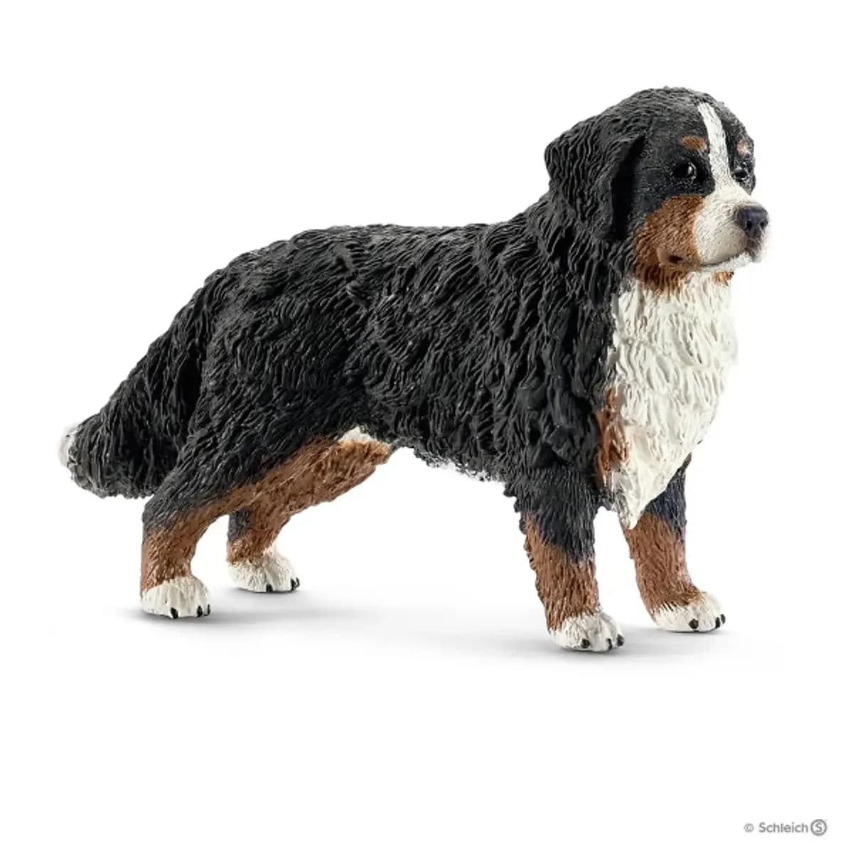 Bernese Montanha, fêmea