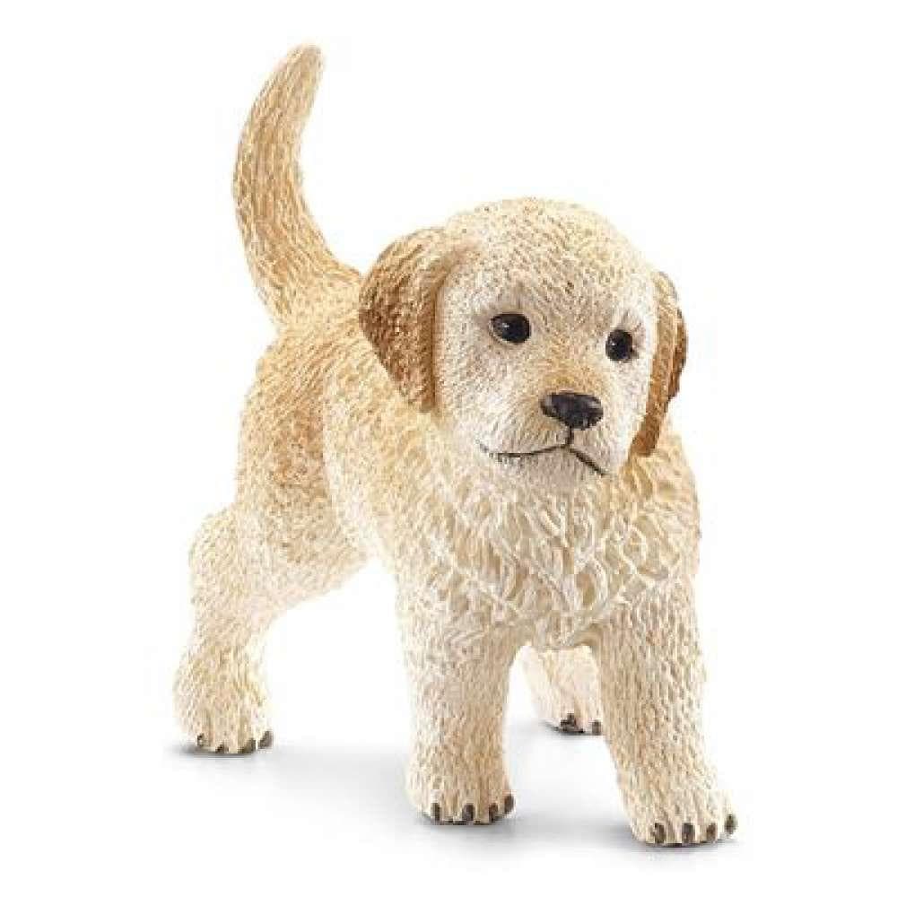 Golden Retriever Cria