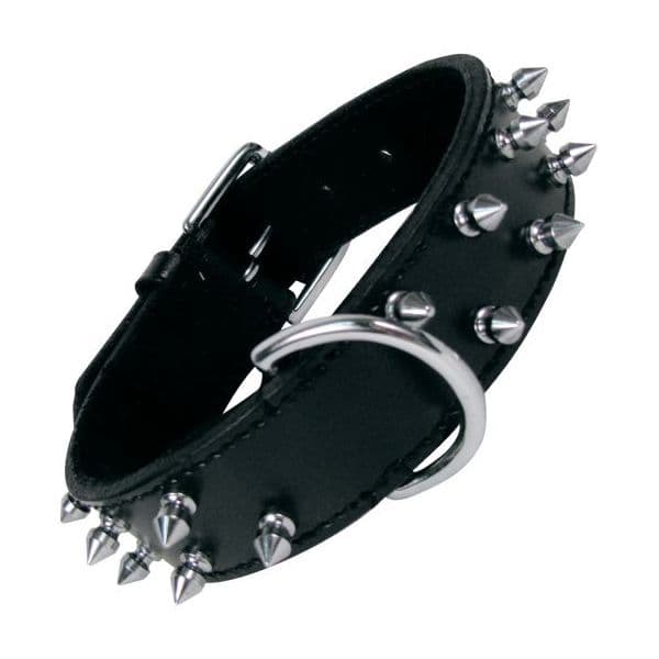 Gloria Coleira Couro Preto 2 Fileiras Espigões 60cm x 38mm