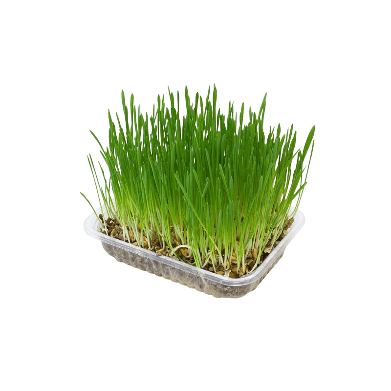 Arquivet Hierba para gatos en bandeja 100 Gr